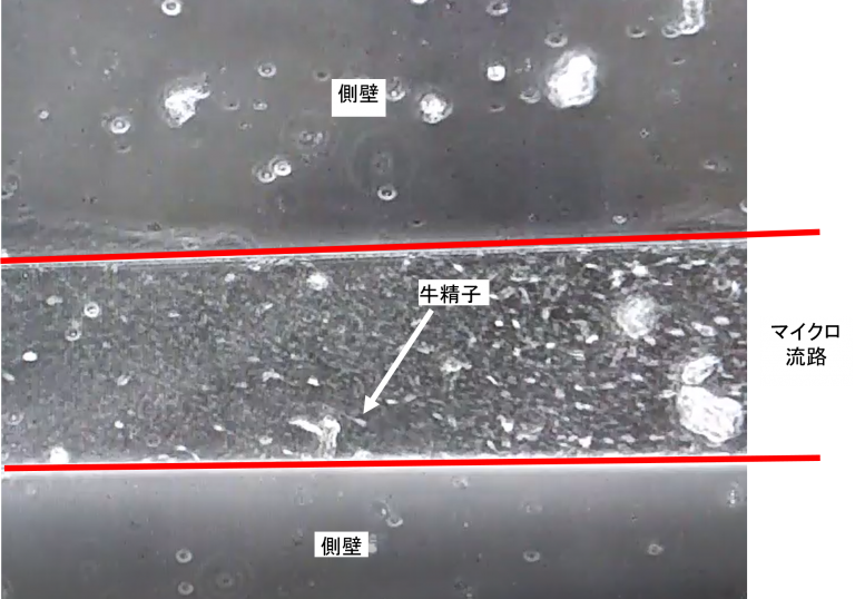 樹脂の親水化処理が牛精子に与える影響を評価している光学顕微鏡写真